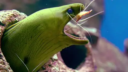 Absurd Planet S01E05