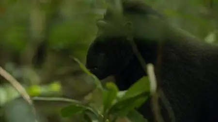 BBC Natural World - Meet the Monkeys (2013)