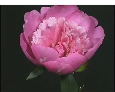 Flower Footage on Black Background