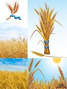 Wheat photos and illustrations