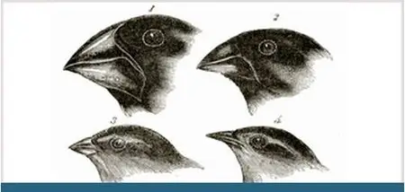 Theory of Evolution: A History of Controversy (Audiobook) 