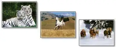 Animals Wallpaper - pack1