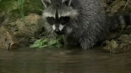 PBS Nature - Raccoon Nation (2012)