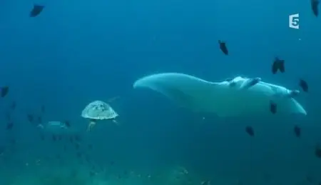 (Fr5) Sa majesté la raie manta (2013)