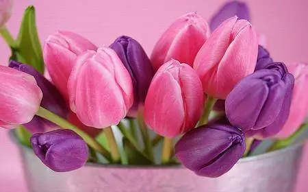 Macro Wallpapers (part-23)