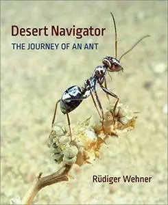 Desert Navigator: The Journey of an Ant