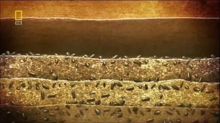 National Geographic - Darwins Lost Voyage (2008)