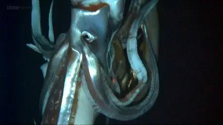 BBC Natural World - Giant Squid: Filming the Impossible (2013)