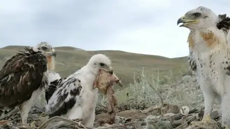 PBS - Nature: The Sagebrush Sea (2015)