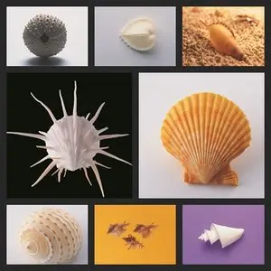 Shells Images