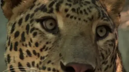 BBC Natural World - Leopards: 21st Century Cats (2013)
