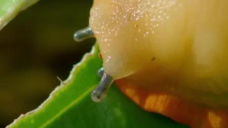 Wild Britain S01E08