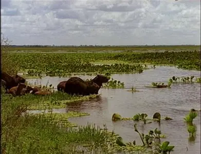 Land of the Anaconda (1998)