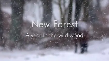 BBC - New Forest: A Year in the Wild Wood (2019)