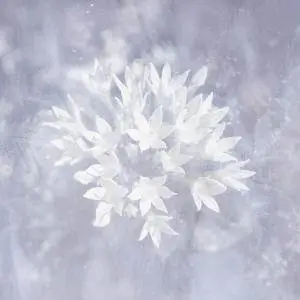 Poemme - Soft Ice (2017)