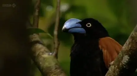 BBC Natural World - Madagascar, Lemurs and Spies (2012)