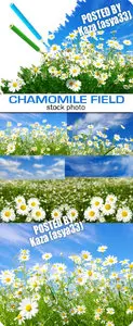 Chamomile field