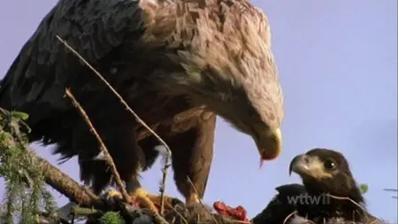 PBS - Nature: Eagles of Mull (2005)