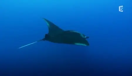 (Fr5) Sa majesté la raie manta (2013)