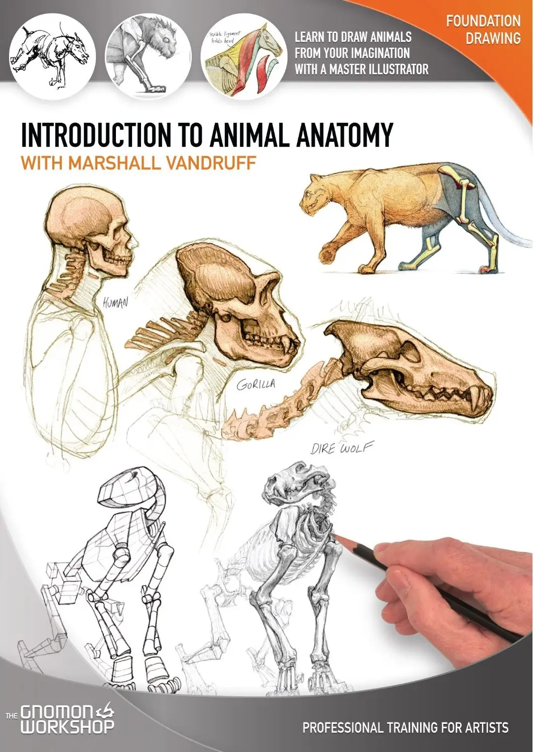 The GNOMON Workshop - Introduction to Animal Anatomy (Repost)