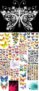 Big Butterflies Collection Vector
