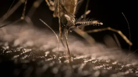 BBC - Horizon: The Battle to Beat Malaria (2024)