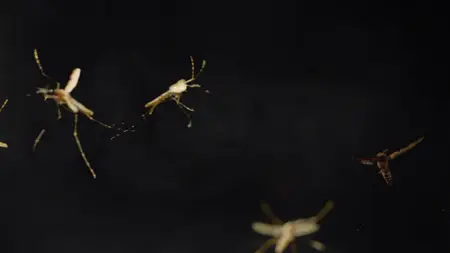 BBC - Horizon: The Battle to Beat Malaria (2024)