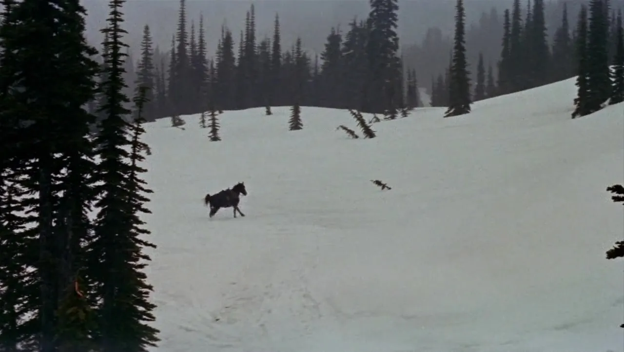 Track of the Cat (1954)
