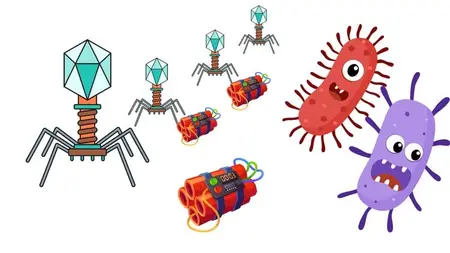 Phage Therapy Unleashed: From Theory to Lab Practice