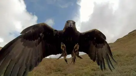 BBC Natural World - Super Powered Eagles (2020)