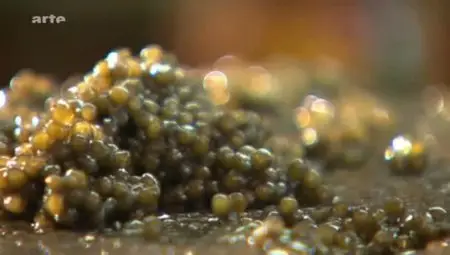 (Arte) Le caviar, ce trésor venu d'Iran (2011)