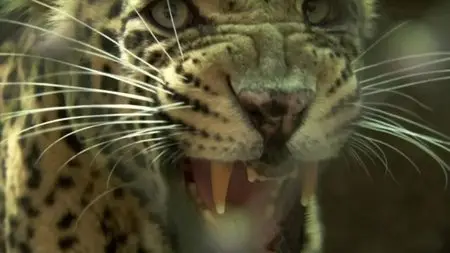 BBC Natural World - Leopards: 21st Century Cats (2013)
