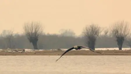Agencja Orzel - Biebrza - The European Amazon (2016)