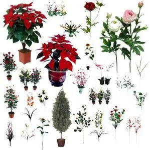 Room Plants - PNG Clipart for Photoshop
