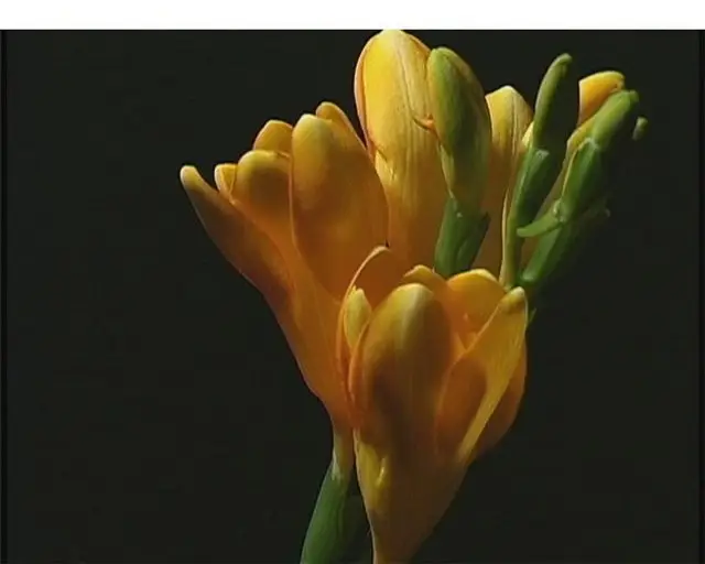 Flower Footage on Black Background
