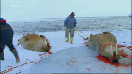 (Arte) Les derniers chasseurs du royaume des glaces | Die letzten Jäger des Eismeeres (2011)