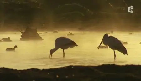 (Fr5) Le pays des Masaï (2011)