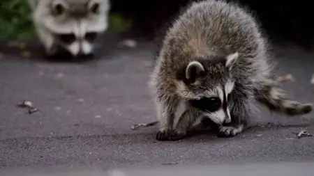 PBS Nature - Raccoon Nation (2012)