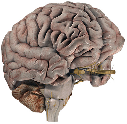 Мозг с разных ракурсов. Мозг человека с разных ракурсов. Мозги анатомия.