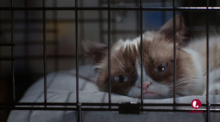 Grumpy Cat's Worst Christmas Ever (2014)