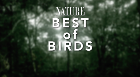 PBS - NATURE:  Special Best of Birds (2014)