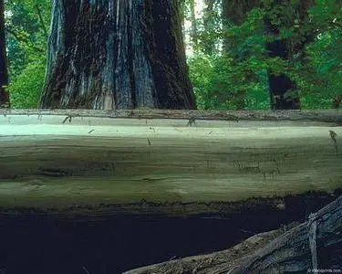 Wallpapers - Forest - Set III