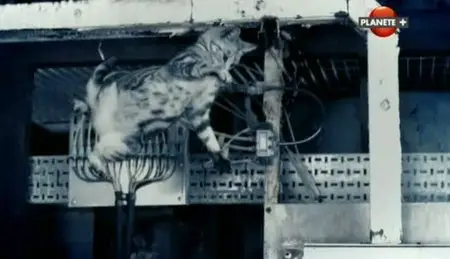 (Planète) Merveilles des mondes invisibles (2011)