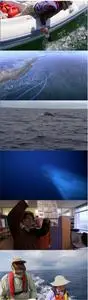 Kingdom of the Blue Whale (2009)