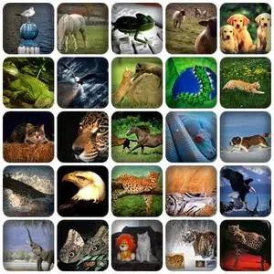 Animals pictures