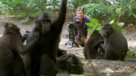 BBC Natural World - Meet the Monkeys (2013)