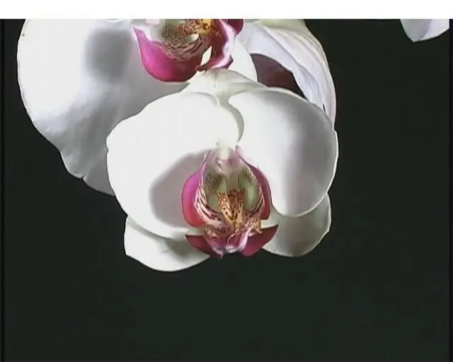 Flower Footage on Black Background