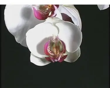 Flower Footage on Black Background