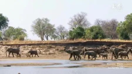 Animal Planet: Surviving the Kill Zone (2014)