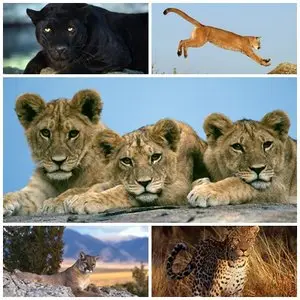 40 Big Cats Wallpapers